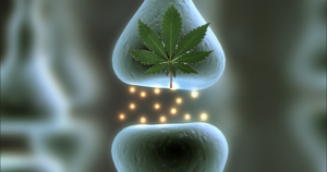 Le Système Endocannabinoïde:  Comment Le Cannabis Affecte Le Corps Humain?