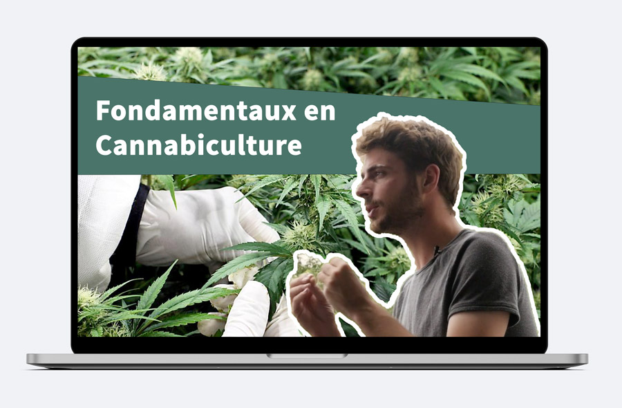 Formation Cannabiculture | Institut Supérieur du Cannabis - Europe